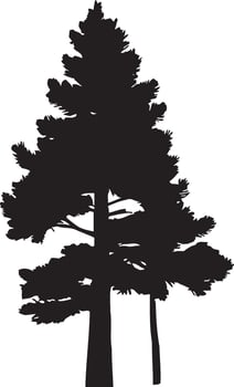 Evergreen pine tree branch . Conifer tree silhouettes on the white background Collection vector