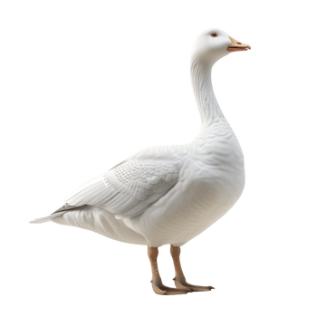 A frosted goose waddling gracefully in the yard during winter daylight png