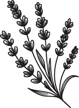 Lavender cathartica isolated, hand-drawn floral element. illustration bouquet of Lavender, sketch art beautiful Lavender flower tattoo, coloring page for adults, botanical calla drawing vector