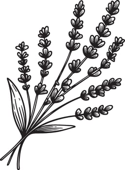 Cute flower coloring pages, Lavender drawing, Hand drawn botanical summer elements bouquet of Lavender line art coloring page, easy flower drawing. Lavender flower art, outline Lavender flower drawing vector