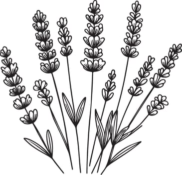 Levender flower drawings, Levender line drawing, pencil Levender flower drawing, pencil Levender flower drawing coloring pages, free printable flower coloring pages, Levender flowers art vector