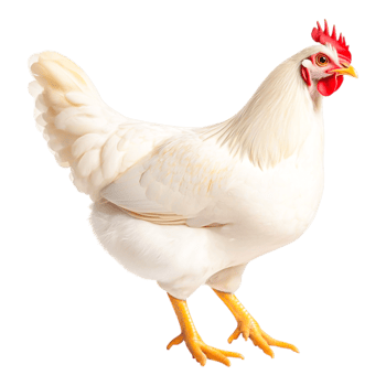 Majestic White Chicken png