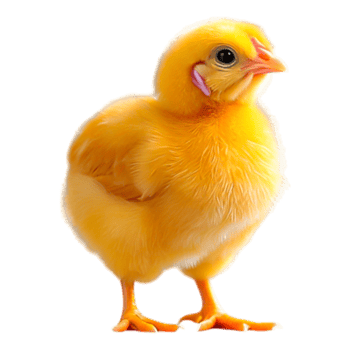 A One Cute Yellow Chick png