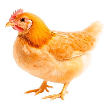 Vibrant Chicken with Soft Feathering png
