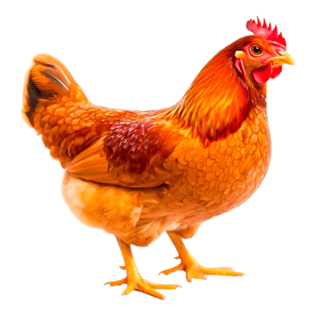 A Vibrant Hen Standing png