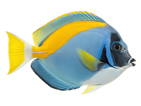 Powder Blue Tang, isolated on a transparent background png