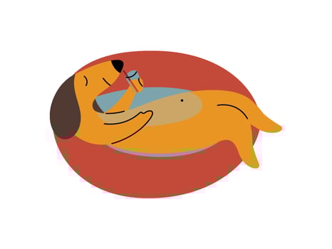 Purebred Brown Dachshund Dog Floating on Inflatable Inner Ring, Funny Playful Pet Animal Cartoon Character Illustration vector