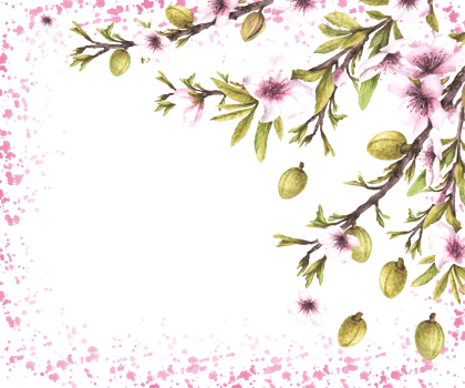 Almond tree branch with nuts, green leaves and pink flowers. Botanical banner template on watercolor splashes, stains background. hand drawn illustration. Floral isolated Clipart for card, label. png