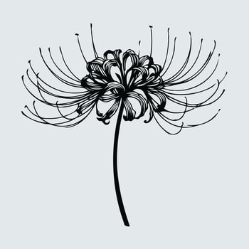 A black and white drawing of a flower, Hand drawn 3d red spider lily isolated on white background vector
