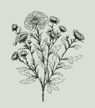 A drawing of a bunch of flowers, Aster, dahlia, chrysanthemum, Elegant black and white silhouette of a single chrysanthemum flower with stem and leaves vector