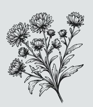A drawing of a bunch of flowers, Aster, dahlia, chrysanthemum vector