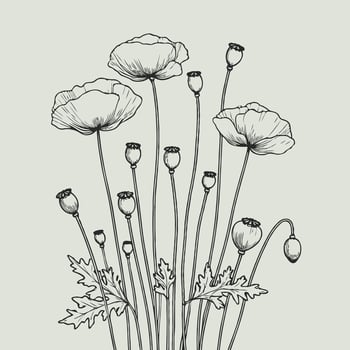Poppy flowers in a sketch style vector