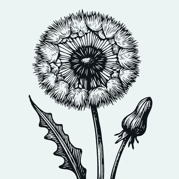 Dandelion flower illustration drawing vector