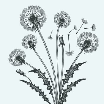 A black and white drawing of dandelions vector