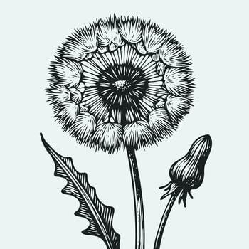 Dandelion flower illustration vector