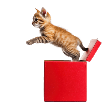 Cute cat coming out of red gift box side view full length isolate on transparent background png