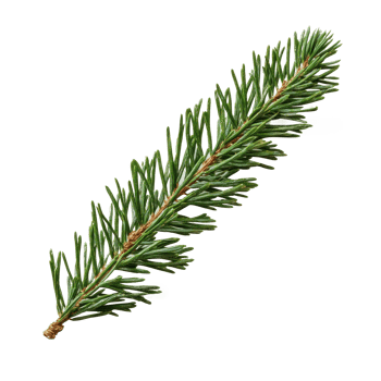 Green fir branch isolate on transparent background png