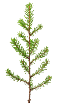 Young sprig of spruce isolate on transparent background png