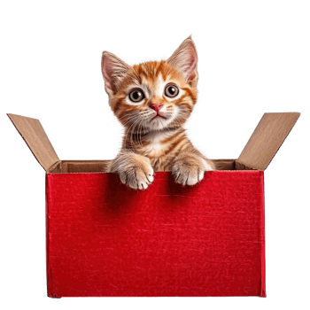 Cute cat coming out of red gift box full length isolate on transparent background png
