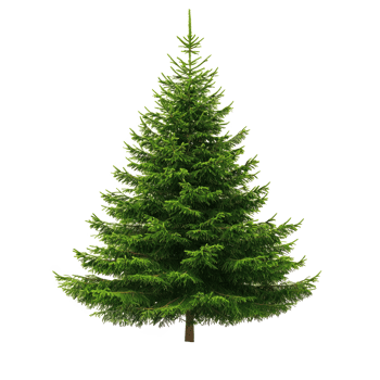 Spruce isolate on transparent background png