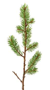 Young sprig of spruce isolate on transparent background png