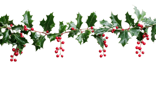 Christmas garland Holly isolate on transparent background png