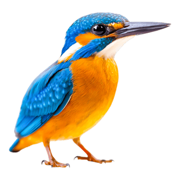 Vibrant Kingfisher in Bright Colors png
