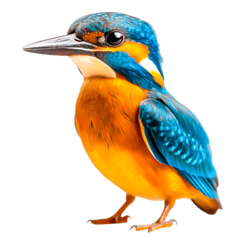Colorful Kingfisher with Bright Feathers png