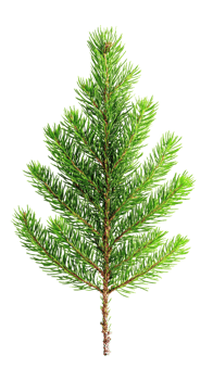 Green fir branch isolate on transparent background png