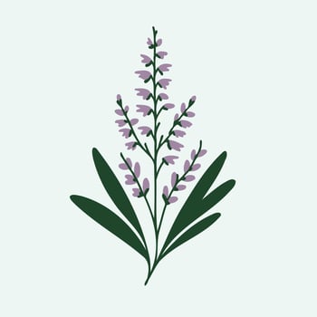 Lavender flower icon illustration vector