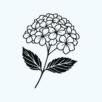 A black and white flower with leaves on it, Hand Drawn Hydrangea Flower and Leaf Design vector