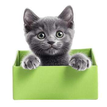 Gray Kitten Peeking Out of Green Box png