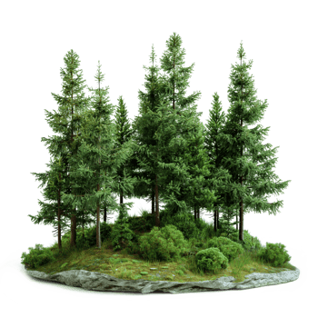 Green Forest Isolated Transparent Pine Trees Design Element for Nature Projects png