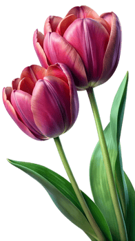 tulips pink flower on a transparent background png