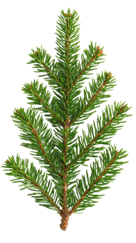 Green fir isolate on transparent background png