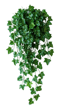 ivy isolate on transparent background png