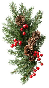 Christmas arrangement of evergreen twigs isolate on transparent background png
