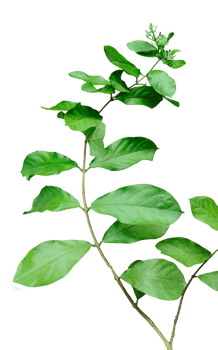 a plant with leaves on it, on a transparent background, a plant with pink flowers on a background, branch of a plant isolated with pink colour flowers, png