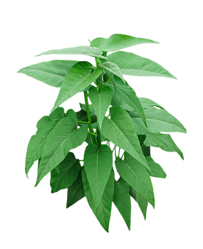a plant with green leaves on a transparent background png