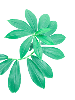 green Cheilocostus plant leaves isolated on transparent background, green plant on transparent background, png
