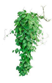 a hanging green vine with leaves isolated on background, a ivy vine with green leaves on a background png