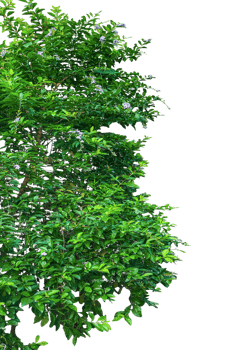 a tree with green leaves on a transparent background, two trees with green leaves and flowers on them, green grass border, green grass border, green ivy frame with green space for frame png