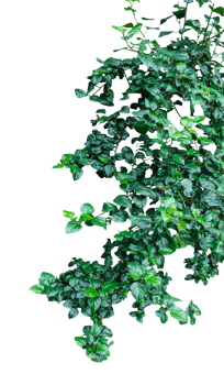 a green hibiscus flower plant frame on a transparent background, png