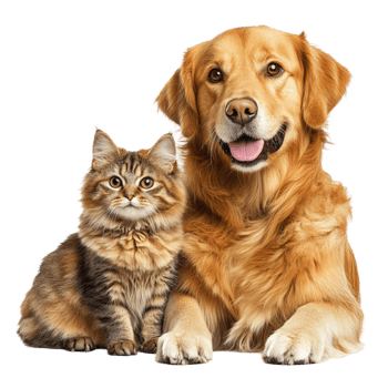 A golden retriever and a cat sitting together png