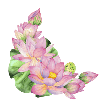 Pink lotuses, buds, flowers and leaves. Composition, Isolated on background. Watercolor illustration. Blank For design, decor and printing, typography and textiles png
