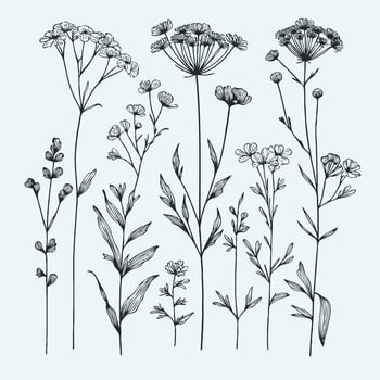 Adobe Illustrator Artwork, Illustration lineart, hand drawn doodle flower. Black and white floral, contour line art of wildflowers, meadow grasses, stems, herbs, leaves. set elements of plants, Floral vector