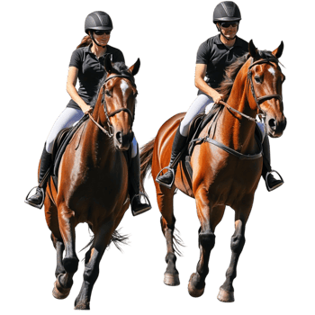 Equestrian Riders On White png