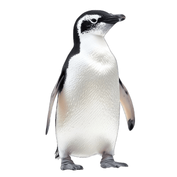 Collection of . A Black and White Penguin Standing, isolated on a transparency background. png