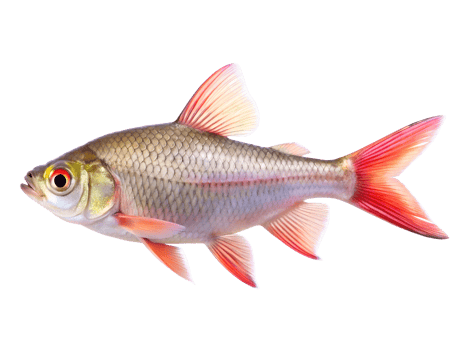 Pinktail isolated on a transparent background png