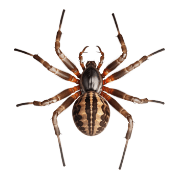 Spider Top View Isolated on Transparent Background png